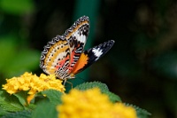 DSC 1531  Jardin des Papillons